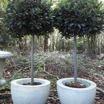 Super Seven – The Best Trees to Pot for Autumn