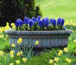 A decorative stone jardiniere with spring bulbs and blue hyacinths. 