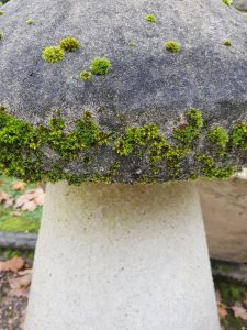 A well weathered Chilstone Staddle stone with a rich patina , dotted with moss.