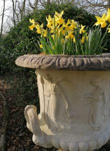 A large ornate Chilstone urn planted with daffodils.
