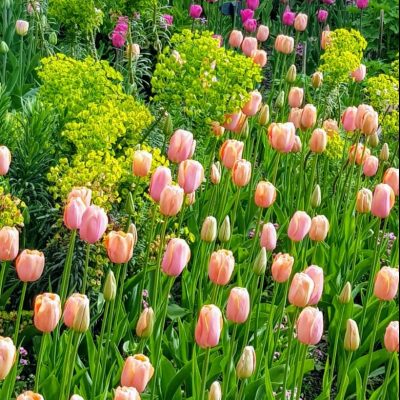 A Passion For Tulips at Pashley