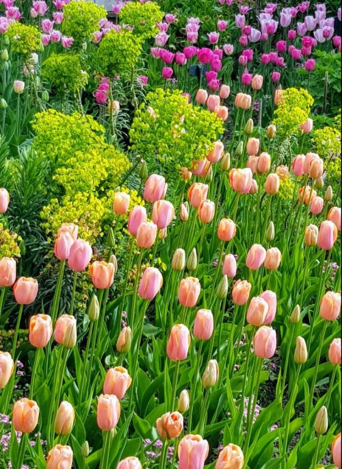 A Passion For Tulips at Pashley