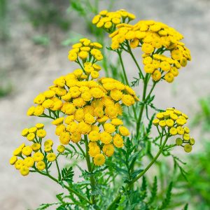 Tansy grows wild in england