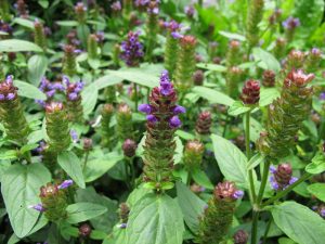 Self heal flower UK wildflower for sustainable gardens