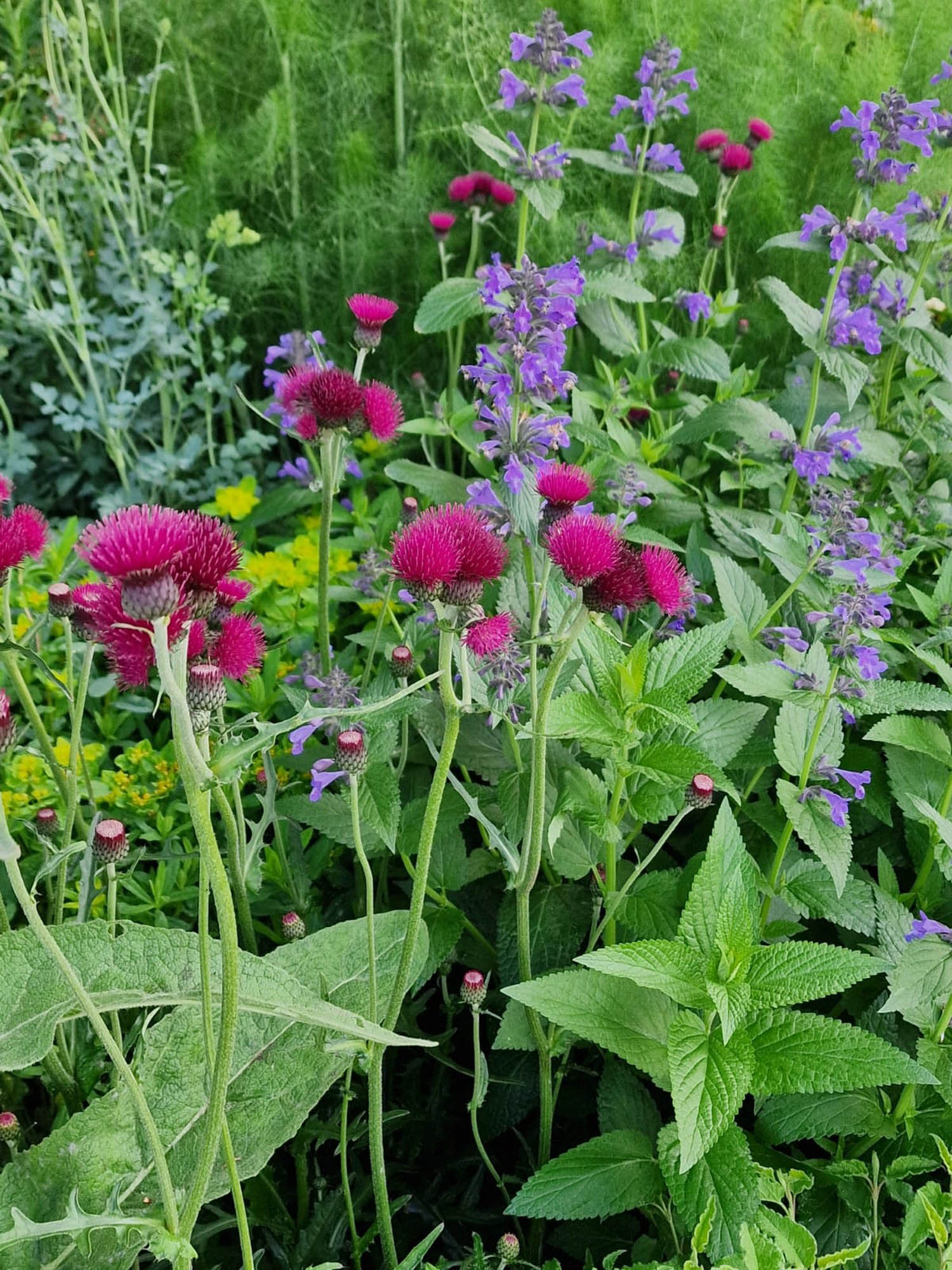 Beautiful wild flowers, herbs and pollinators growing in abundance in the RNLI charity garden at Chelsea flower show 2022