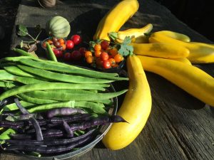 A harvest of garden grown vegetables, including courgettes, beans and tomatoes.