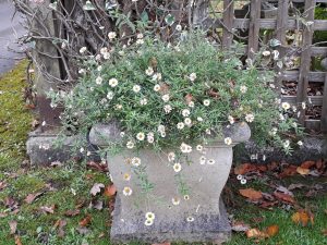 A small, Chilstone Hadlow Trough planted with an opulent cascade of erigeron to create pretty floral pockets in gardens.