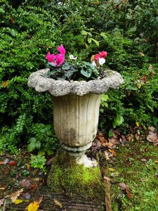 A moss covered vintage planter, a Chilstone Oakley Vase. This tall stone planter with elegant rim is planted with pink cyclamen for autumn. 